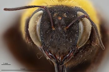 Media type: image;   Entomology 810833 Aspect: head frontal view
